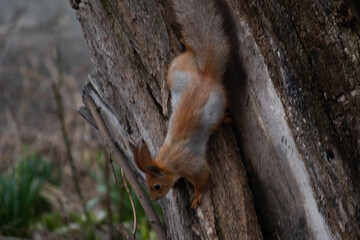 Obraz premium Little squirrel on the street looking for nuts 