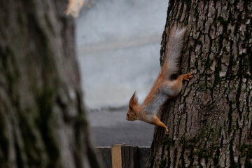 Little squirrel on the street looking for nuts 