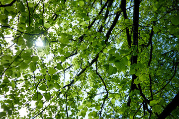 Obraz premium spring garden with different trees