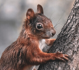 Junges Eichhörnchen am Baumstamm
