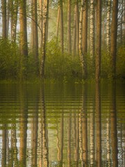 reflections in the forest