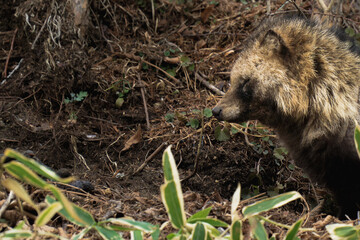 Wild Racoon dog spotted near Nikko, Japan