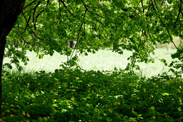 spring garden with different trees