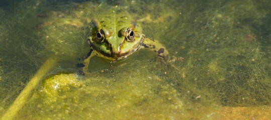 Panorama Frontalansicht Frosch