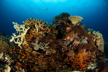 Fototapeta na wymiar Colorful Coral Reef bursting with Life. Raja Ampat, West Papua, Indonesia