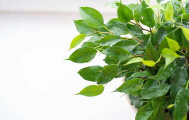 Indoor plant ficus Benjamin on a white background. Water drops on the leaves of a flower.