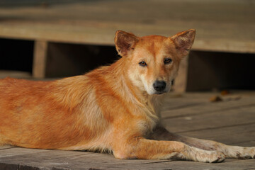 Thai brown dog looking homeless.  
