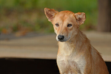 Thai brown dog looking homeless.  