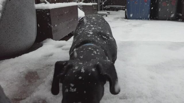 Miniature Dachshund Snowtime