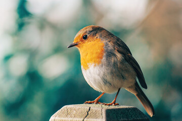 Robin redbreast stands patiently on the fence. Beige and green bokeh background. Photo is focused on the bird's eye. Close up of european bird. 