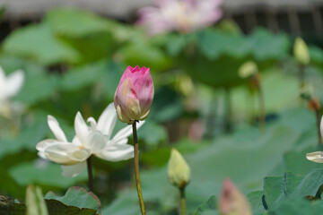Pink lotus flower plants in water.     