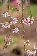 春の日差しに輝く満開の桜の花