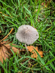 mushroom in the grass