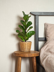 Home plant Ficus lyrata in straw flowerpot on wood stool next to the bed