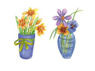 Set of bouquets in vases. Daffodils and cosmea. The illustration is hand-drawn in watercolour.

