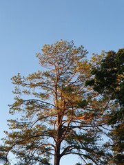 tree in autumn