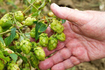 Naklejka na ściany i meble Hop flowers for beer grown in the Waboomskraal valley, South Africa