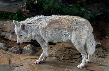 Arctic wolf female with broken paw. Consequence of a trap. Latin name - Canis lupus arctos	