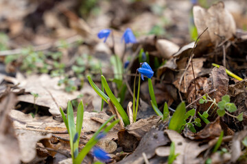 One of the first flowers that begin to bloom in spring is scilla (scylla)