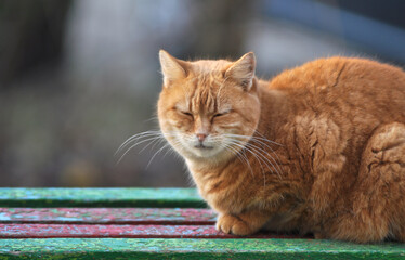 Ginger cat sleeping on a bench 