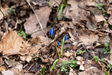 One of the first flowers that begin to bloom in spring is scilla (scylla)
