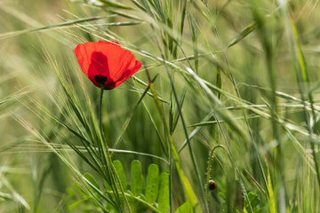 Fresh red poppy flower among green grass close-up