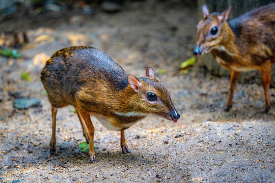 Mouse Deer" Images – Browse 558 Stock Photos, Vectors, and Video | Adobe  Stock
