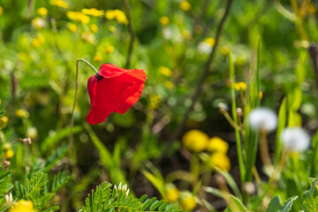 Fototapeta premium Fresh red poppy flower among green grass close-up