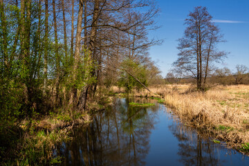 Fototapeta na wymiar Wiosna nad rzeką Supraśl, Podlasie, Polska