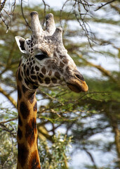 portrait of a giraffe