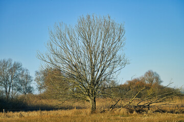 Natur Outdoor daylight flora