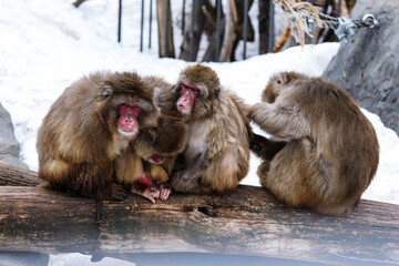 Obraz premium さる，猿