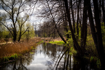 Wiosna nad rzeką Supraśl, Podlasie, Polska