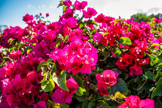 Beautiful Bouquet of Flowers in Cayman Island