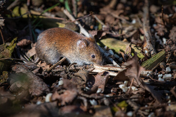 Rötelmaus - Myodes glareolus - auf Futtersuche