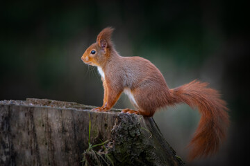 Eichhörnchen - Sciurus - Auf Futtersuche im Wald