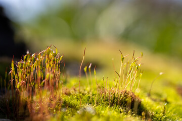 Green moss background macro with selective focus and creamy smooth bokeh