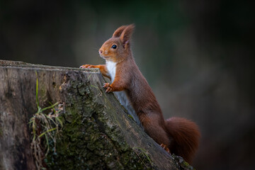 Eichhörnchen - Sciurus - auf Futtersuche im Wald