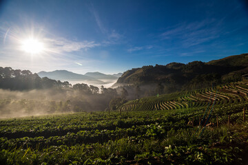 Strawberry plantation field on mountain morning sunrise with fog