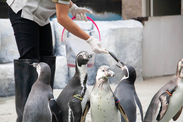 Feeding penguin with fish in the zoo. Closeup of hand wearing gloves give fish to penguins. Selective focus
