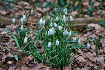 Nature outdoor flora daylight winter