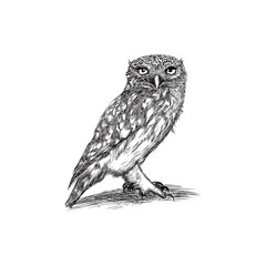 Owl Line Drawing