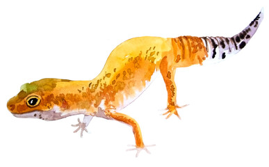 watercolor drawing of Leopard Gecko