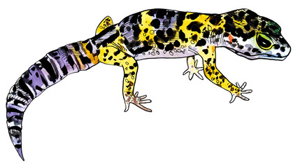 Leopard Gecko drawn in watercolour and ink