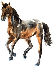 watercolor drawing of a horse