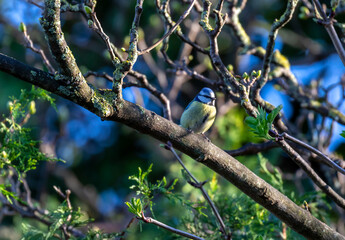 Blue tit bird (Cyanistes caeruleus) perched on budding tree branch in Spring sunlight. Ireland. Front small Eurasian passerine bird with blue and yellow feathers
