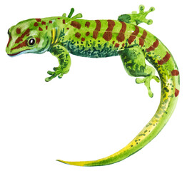 watercolor drawing of Gecko Phelsuma