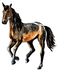 Fototapeta na wymiar horse drawn in watercolour and ink