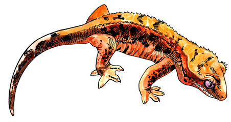 Rhacodactylus gecko drawn in watercolour and ink
