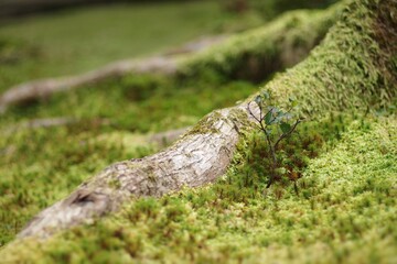 【京都の庭園】みずみずしくマイナスイオンに満ちた和の空間